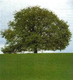 Integrative Heilarbeit Berlin, Lebensberatung Berlin Spandau, Karmaklärung Berlin Spandau